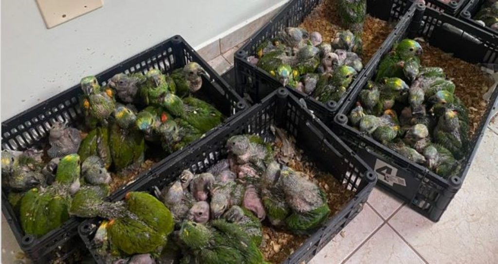 PRF apreende 166 filhotes de papagaios e deteve dois indivíduos por tráfico de animais silvestres