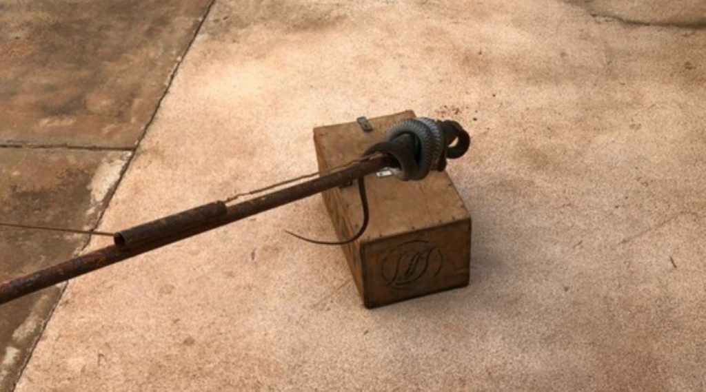 Defesa Civil captura cobra em quintal de casa