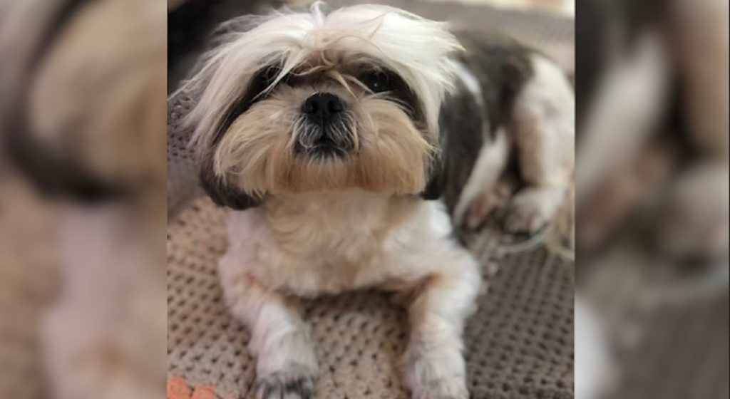 Ajude a encontrar Maggie, desaparecida no Bairro 14 de Novembro