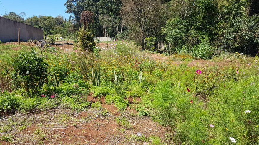 Amigos dos Rios fazem manutenção em vegetação e nascente no Tropical; árvores plantadas anteriormente já estão com frutos