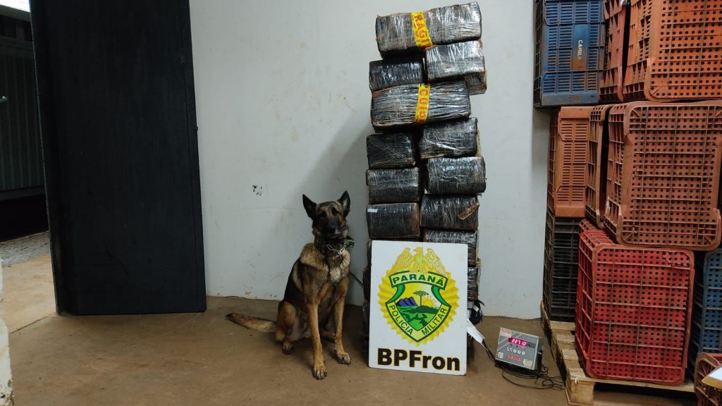 Mais de 220 quilos de maconha são encontrados em porto clandestino em Santa Helena
