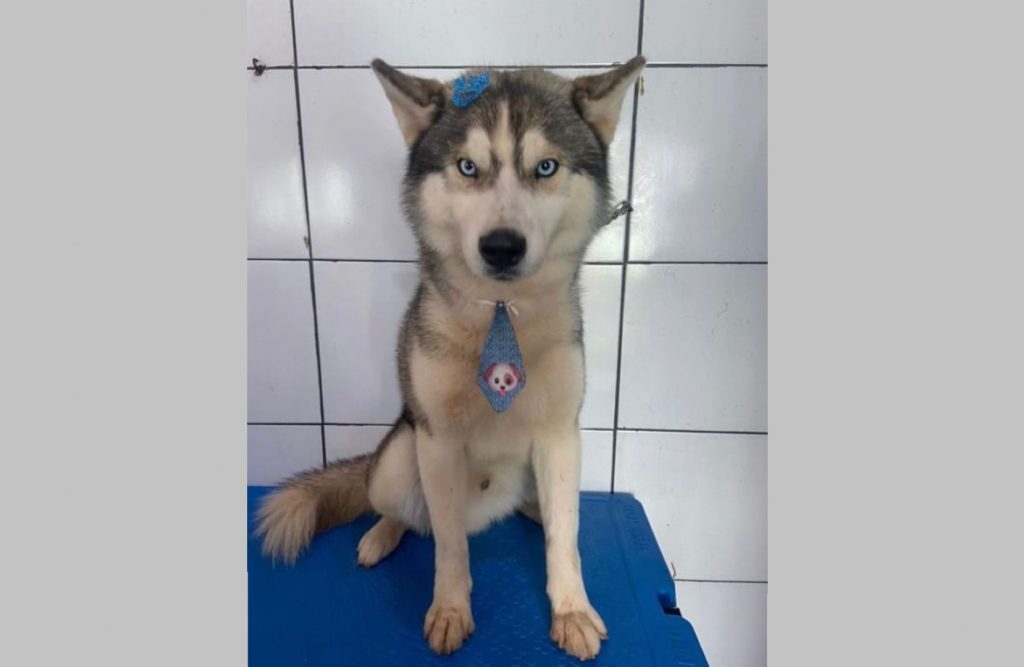 Cão da raça Husky Siberiano sumiu na região do Jardim Consolata