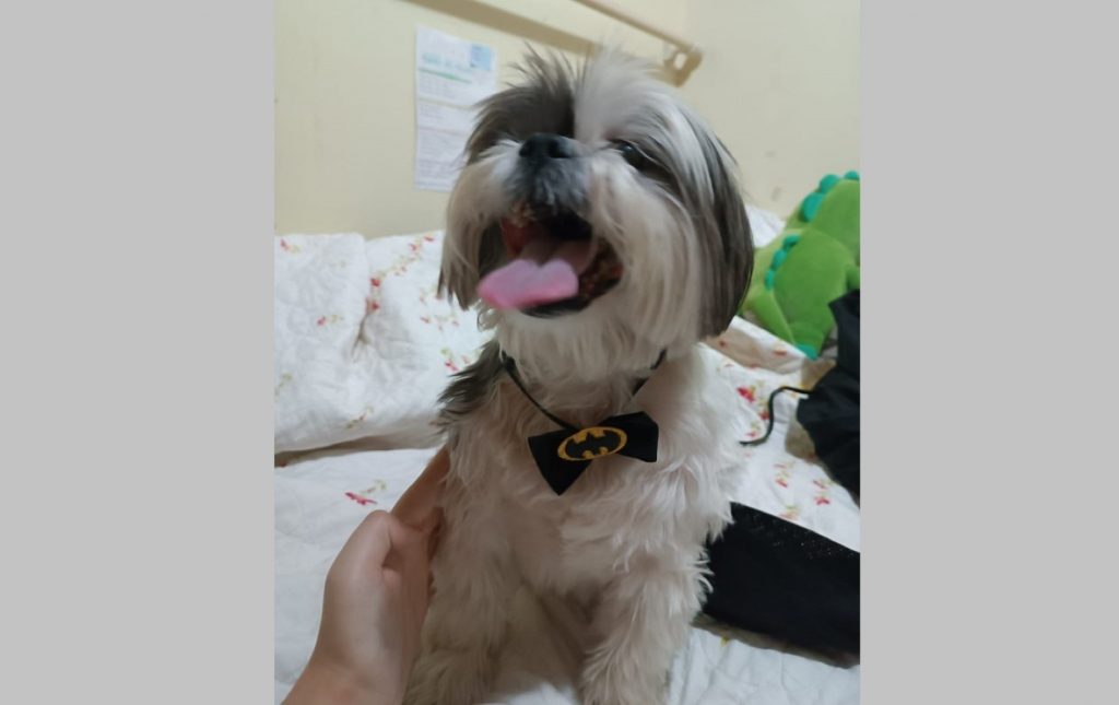 Cachorrinho foi encontrado no Bairro Claudete
