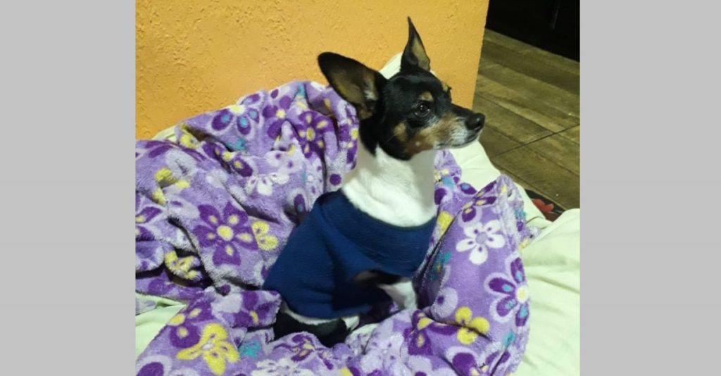 Cachorrinho sumiu entre a Região do Lago e Bairro São Cristóvão