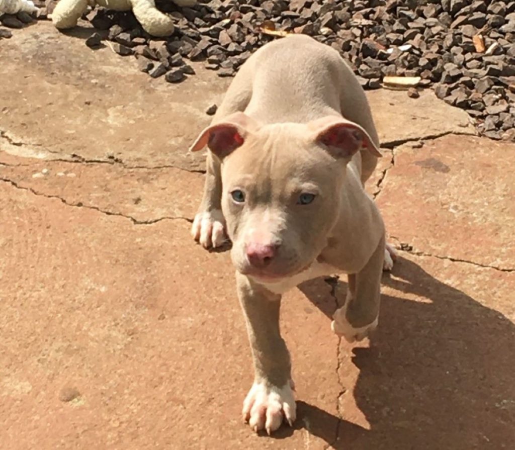 Cachorrinho filhote sumiu nas proximidades da Rua Laranja, no Jardim Bela Vista