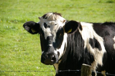 Imagem referente a Nova Zelândia propõe taxar puns e arrotos de vacas