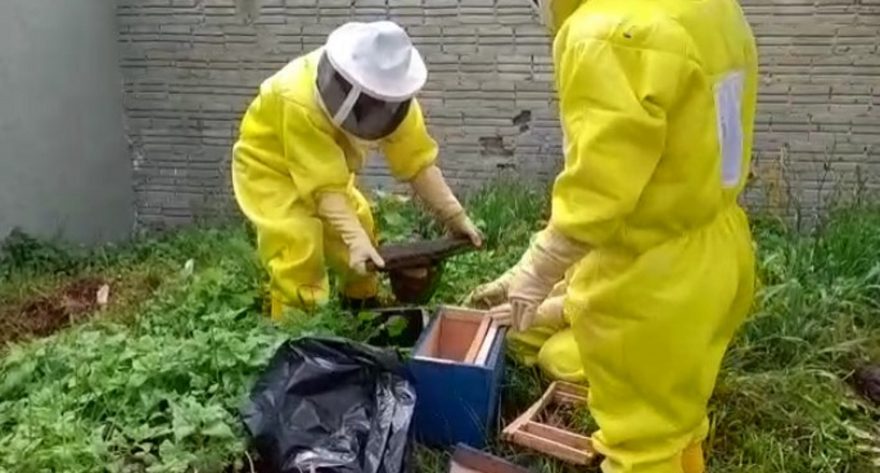 Defesa Civil retira enxame de abelhas no Bairro São Cristóvão