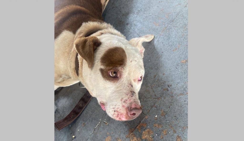 Cachorra foi encontrada no kartódromo de Cascavel