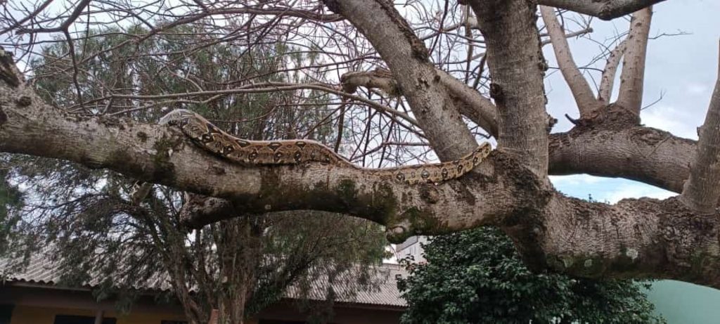 Internauta relata ter encontrado uma cobra no Bairro Pioneiros Catarinenses