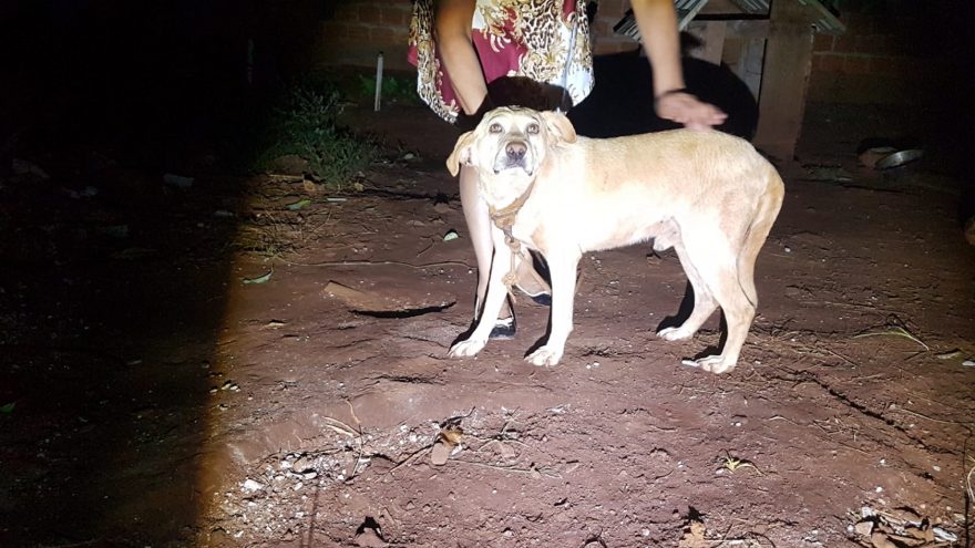 Moradora do Periolo teme por crianças depois de ter cachorro atacado por Pitbulls soltos