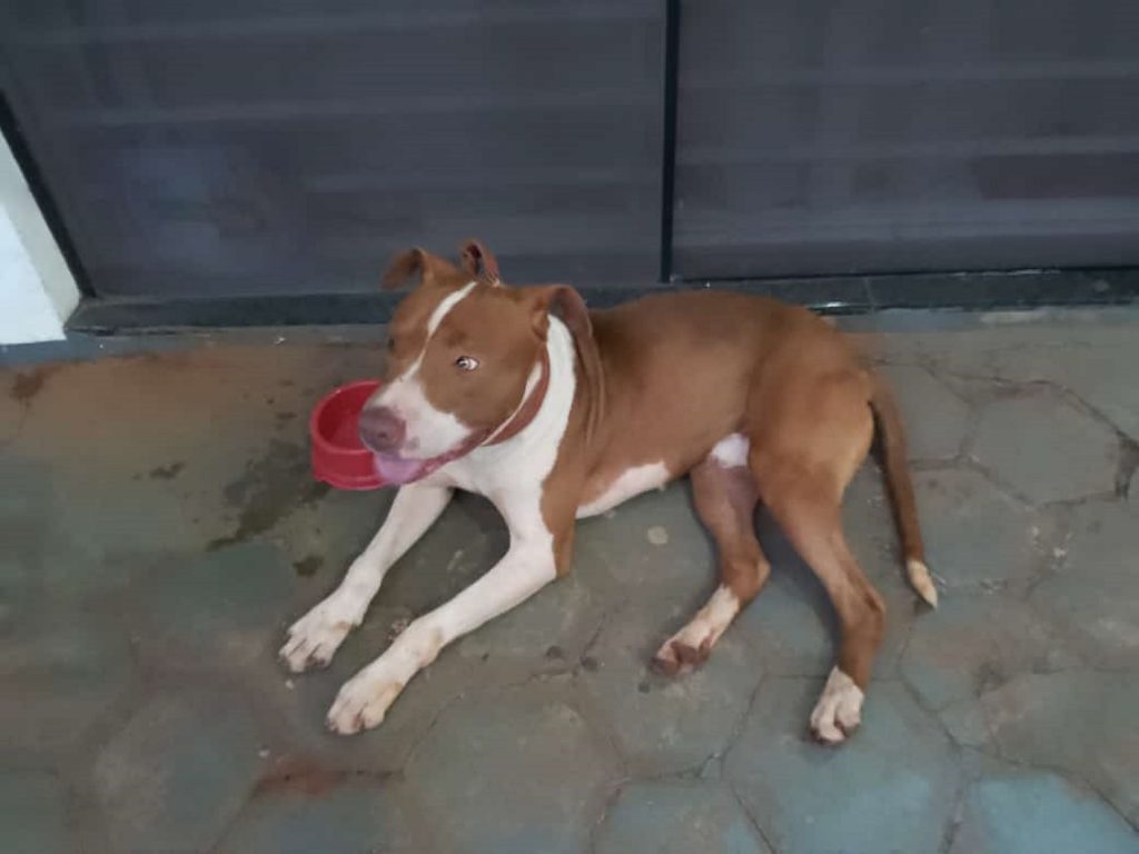 Cachorro foi encontrado na Rua Paraná