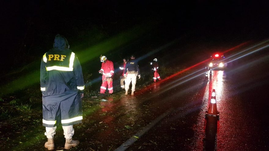 Queda de árvore interdita pista na rodovia BR-467 e bombeiros são acionados para fazer o corte da vegetação