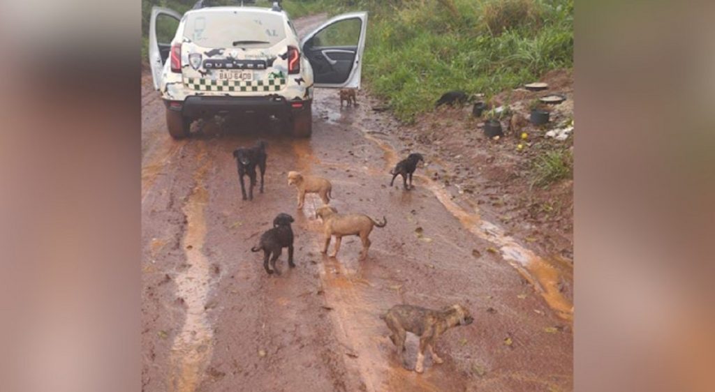 11 cachorrinhos abandonados em estrada rural de Cascavel estão para adoção