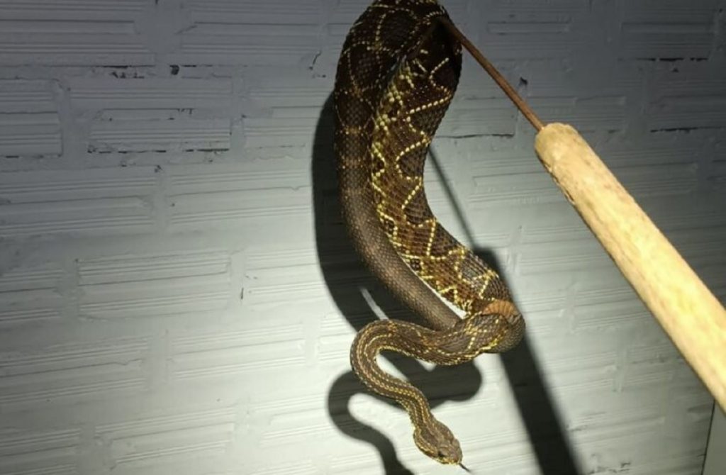 Imagina o susto: mecânicos encontram cobra Cascavel na cozinha da empresa