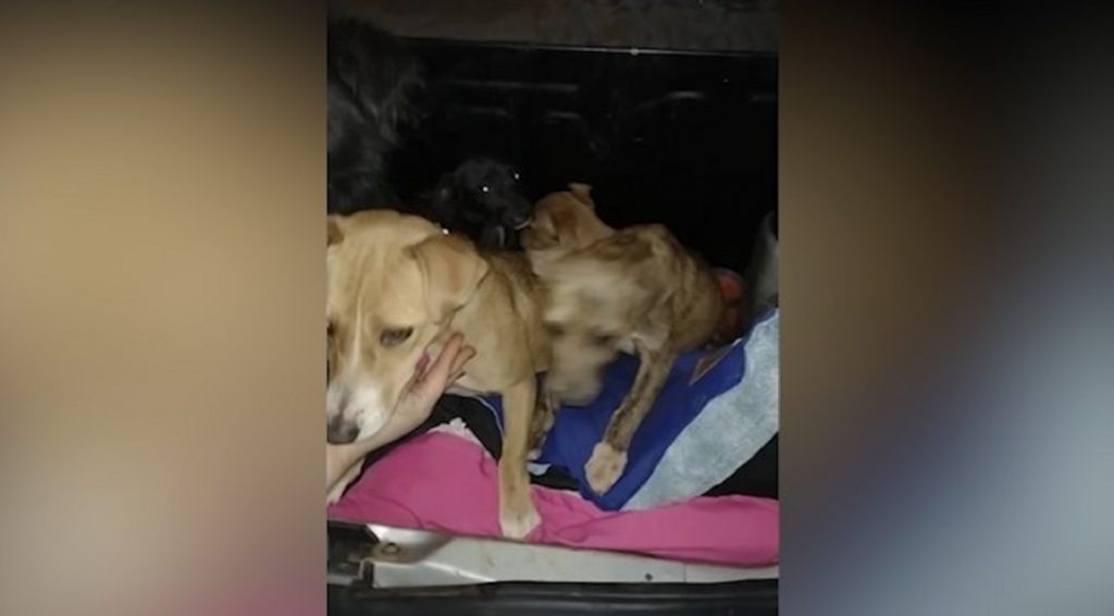Proprietários de hotel para cães resgatam cachorrinhos abandonados em estrada rural