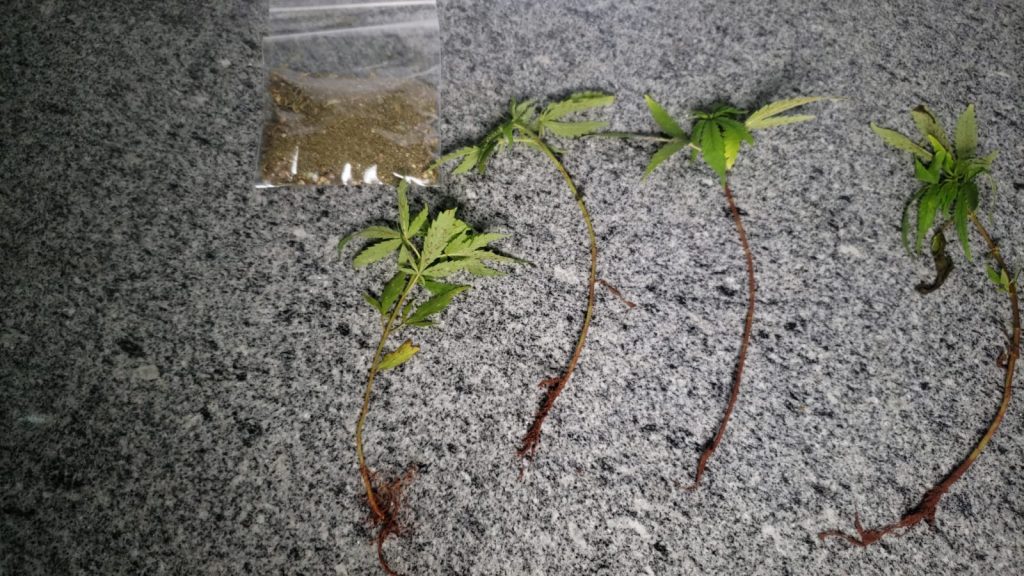 Quatro pés de maconha são apreendidos pela Polícia Militar