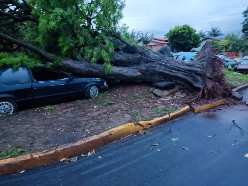 Grande árvore cai sobre veículos durante temporal em Marechal Rondon