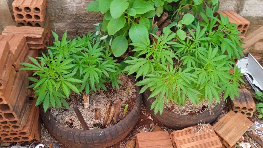 Maconha é encontrada em residência abandonada no Bairro Interlagos