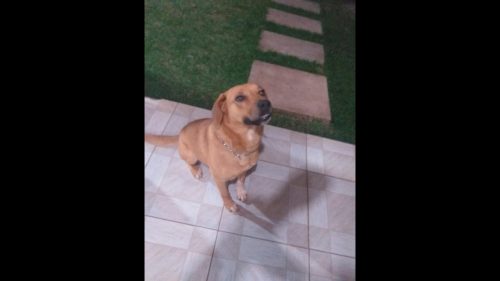 Cachorro Bob desapareceu no bairro Pioneiros Catarinenses Imagem referente a Cachorro Bob desapareceu no bairro Pioneiros Catarinenses