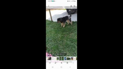 Cachorra Minnie desapareceu no bairro Cascavel Velho Imagem referente a Cachorra Minnie desapareceu no bairro Cascavel Velho