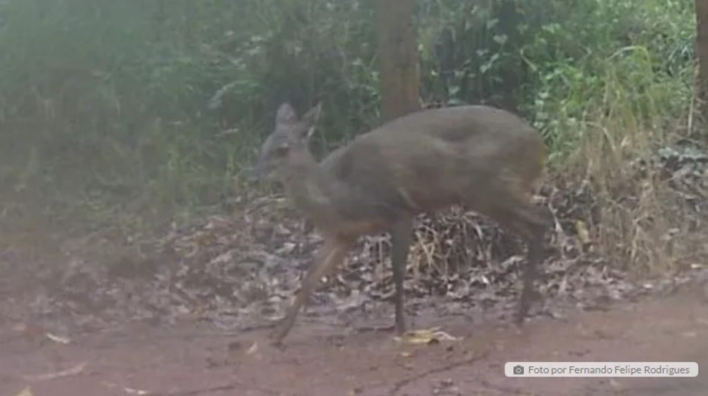 Veado-catingueiro é visto em área rural no Paraná