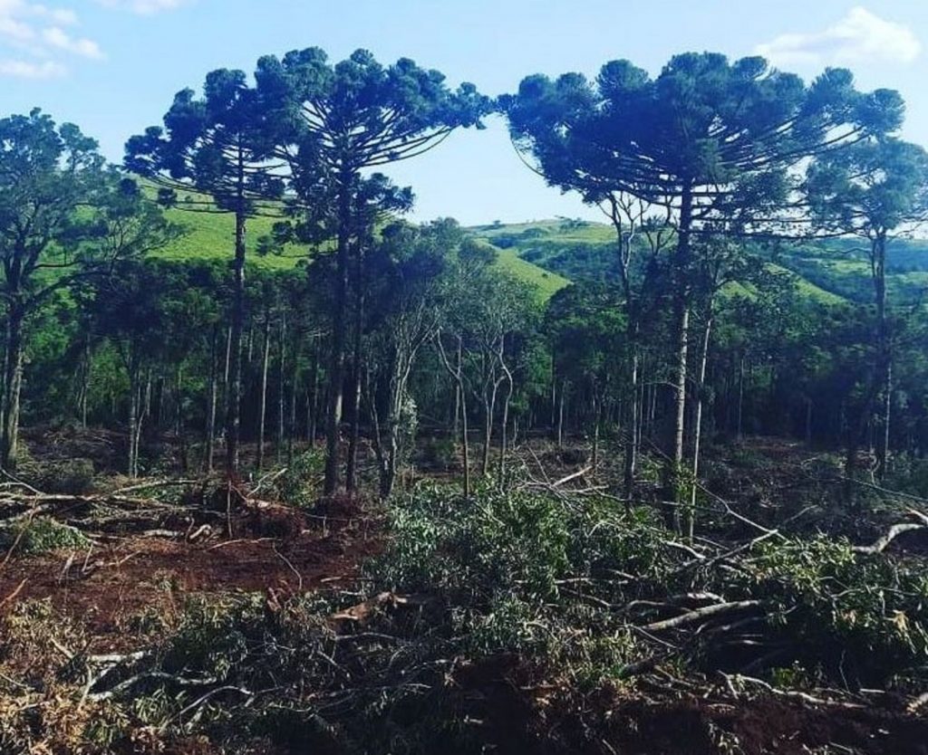 Denúncias anônimas via 181 levam à prisão dois suspeitos de desmatamento