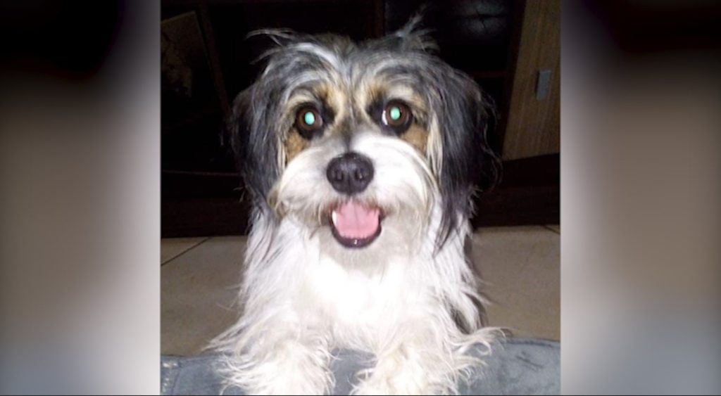 Cachorrinha Leli sumiu no Santa Felicidade