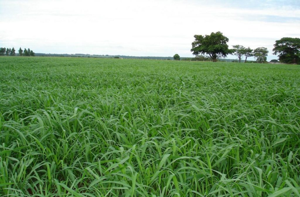 Projeto incentiva produção de pastagens e faz doação de sementes para plantio de inverno