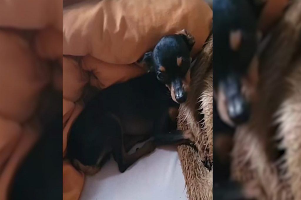 Pinscher Capitão desapareceu na região do Presidente