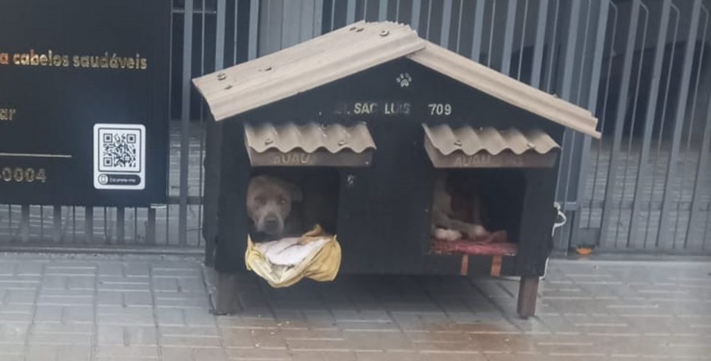Cadela foi encontrada na região do Bairro Cancelli