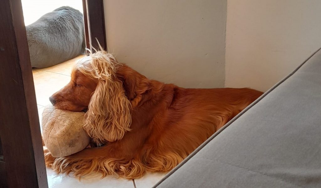 Cão que atende por “Serrano” sumiu na região do Bairro Neva