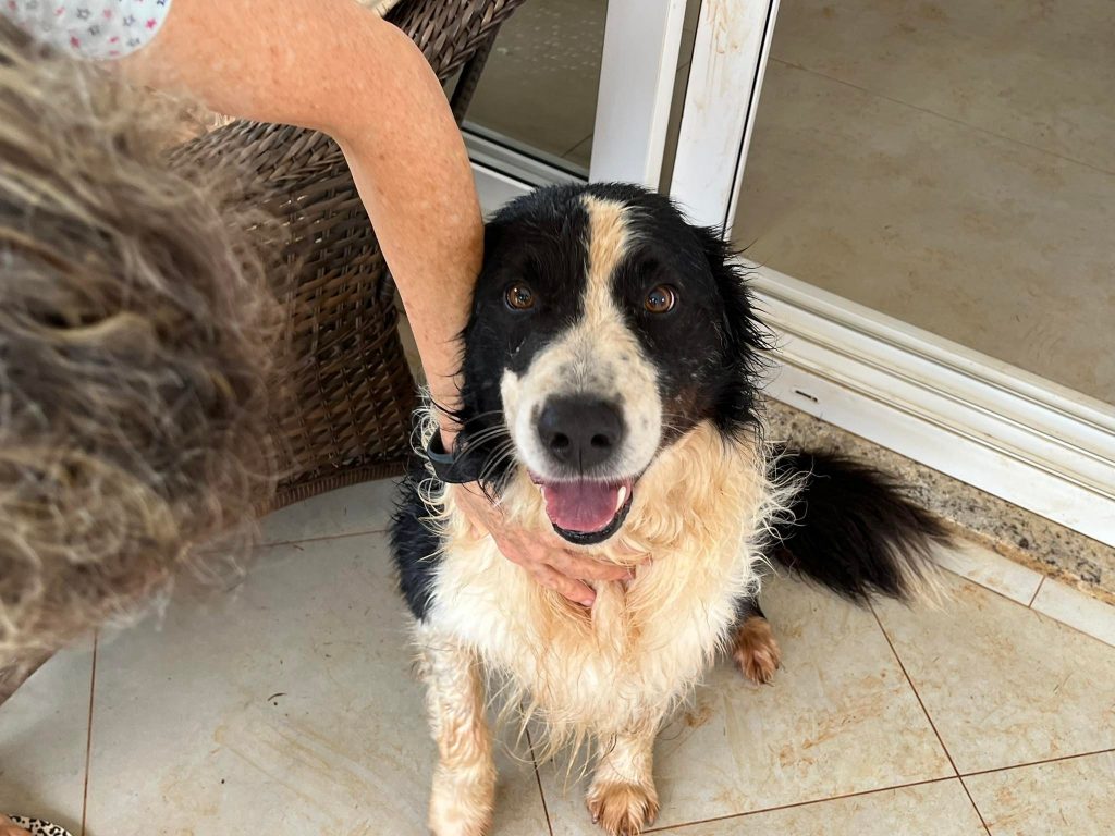 Cão da raça Border Collie foi encontrado no Bairro Neva