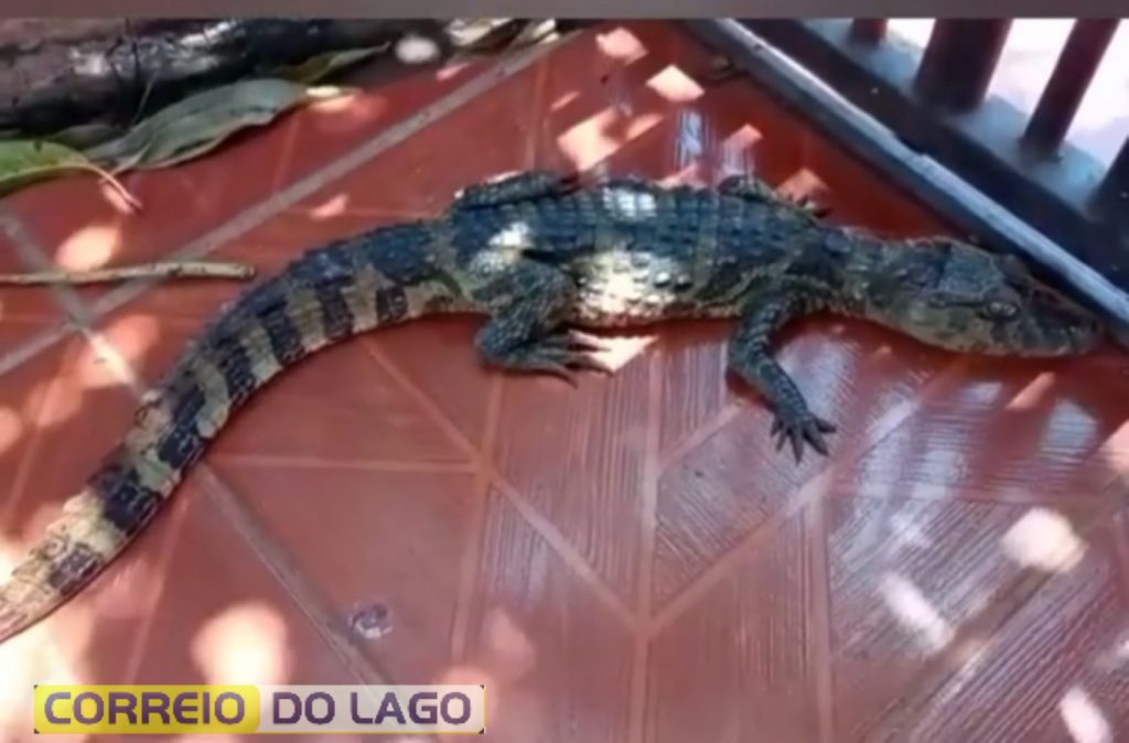 Jacaré é flagrado em uma casa em Santa Helena