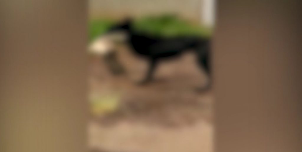 Imagens fortes: “Cachorro terrível solto, pegou a minha gata, matou a gata” confira