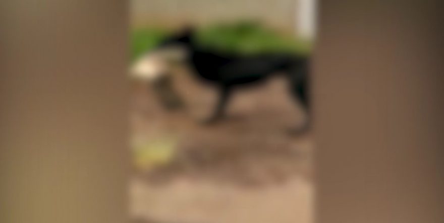 Imagens fortes: “Cachorro terrível solto, pegou a minha gata, matou a gata” confira