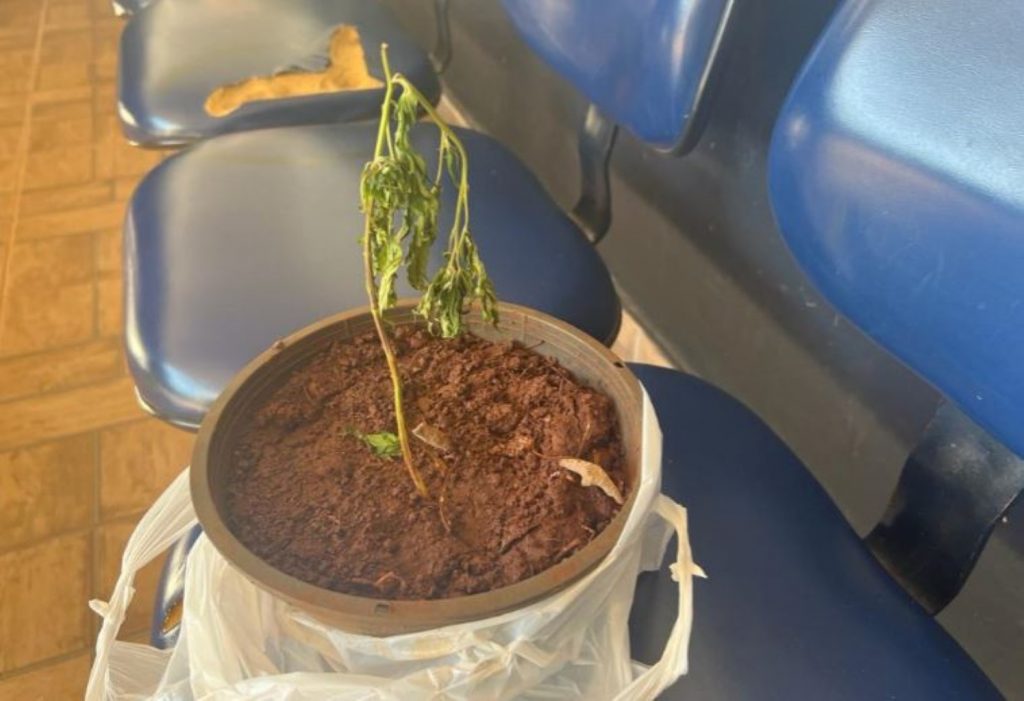 Mulher encontra vaso com pé de maconha plantado enquanto varria calçada