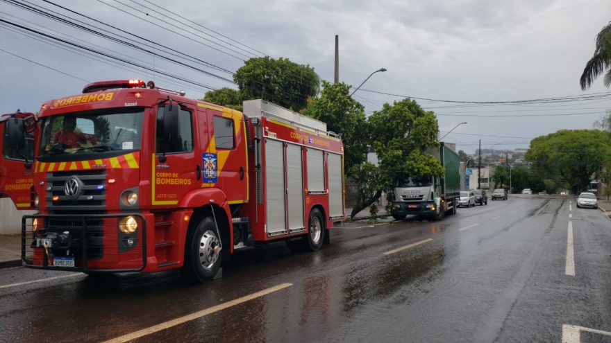 Caminhão atinge árvore no Centro; Bombeiros são acionados para realizar corte