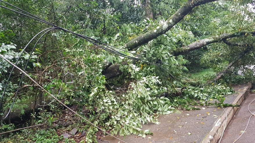 Árvore cai e arranca fiação elétrica na Região do Lago, em Cascavel