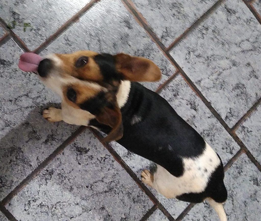 Cachorro foi resgatado no Parque Verde