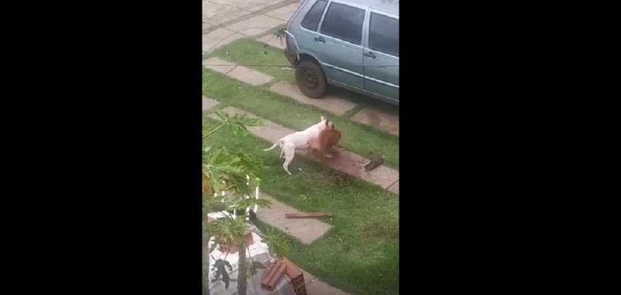 Imagens fortes: cão feroz ataca e mata outro cachorro no Riviera