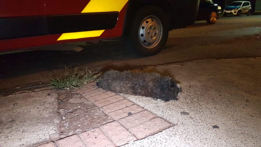 Cachorrinho morre após ser atropelado no Bairro Universitário