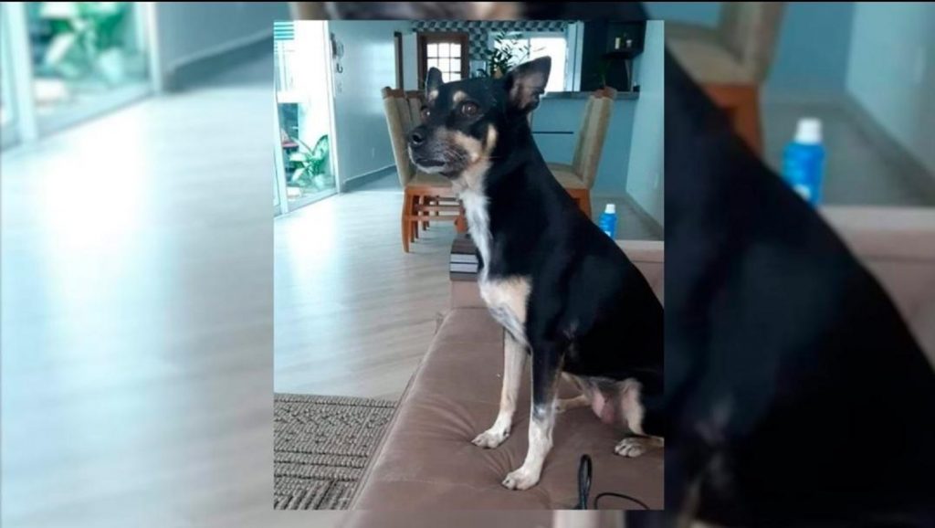 Cachorrinha Lila sumiu no Alto Alegre