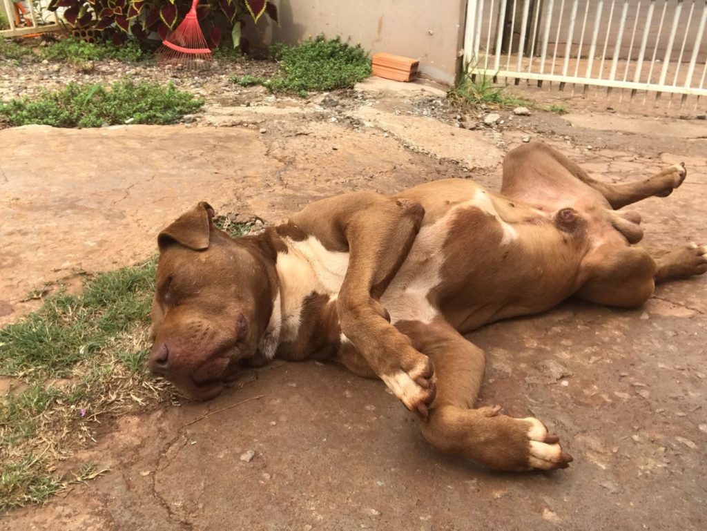 Cão que atende por ‘Sadan’ sumiu na Região Norte