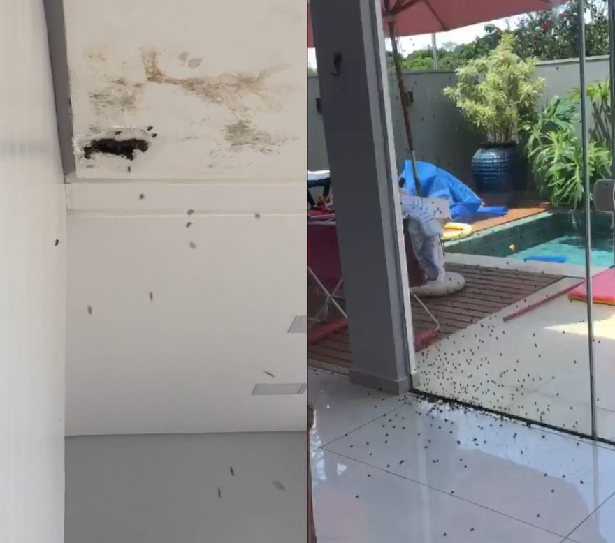 Enxame de abelhas invade residência e Defesa Civil é acionada para retirada