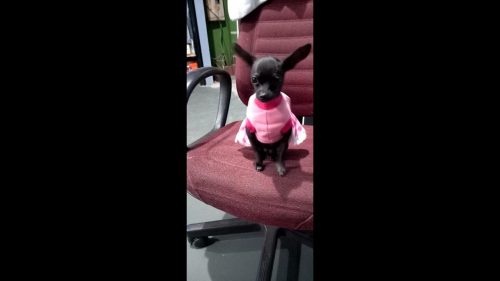 Cachorra Pipoca desapareceu no bairro Interlagos Imagem referente a Cachorra Pipoca desapareceu no bairro Interlagos