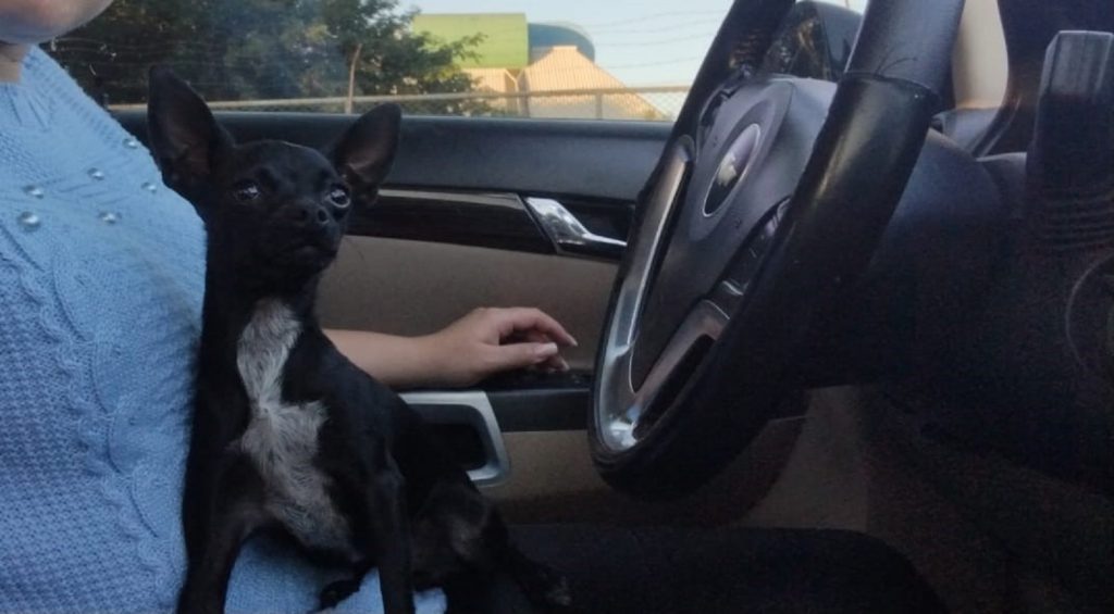 Cachorrinha Luna sumiu no Esmeralda