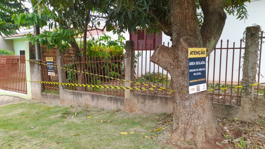 Defesa Civil retira grande enxame de abelhas no Bairro Cancelli; área precisou ficar isolada