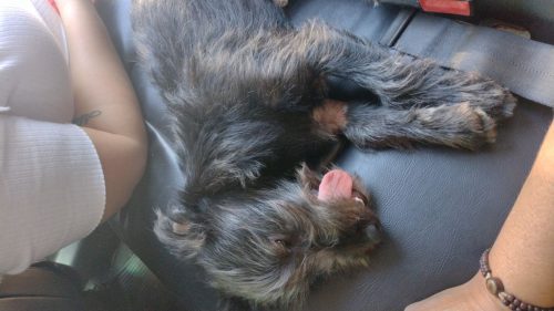 Cachorra Chiquinha desapareceu no bairro Santa Cruz Imagem referente a Cachorra Chiquinha desapareceu no bairro Santa Cruz