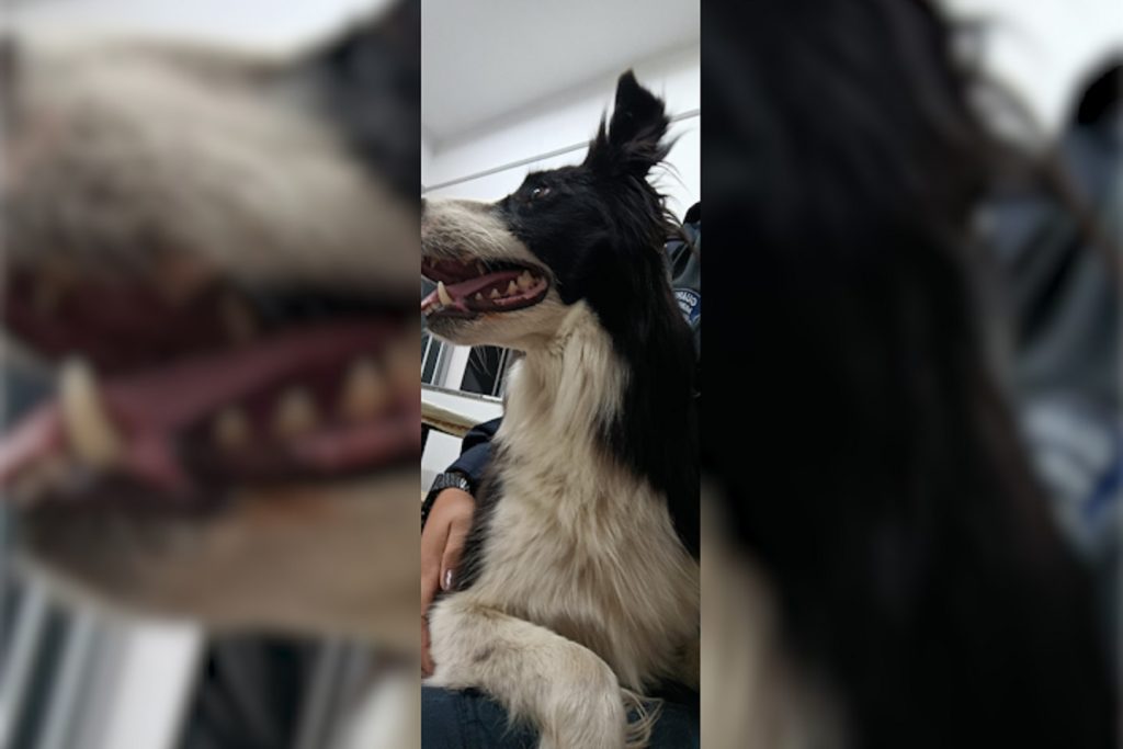 Border Collie é encontrado em Cascavel