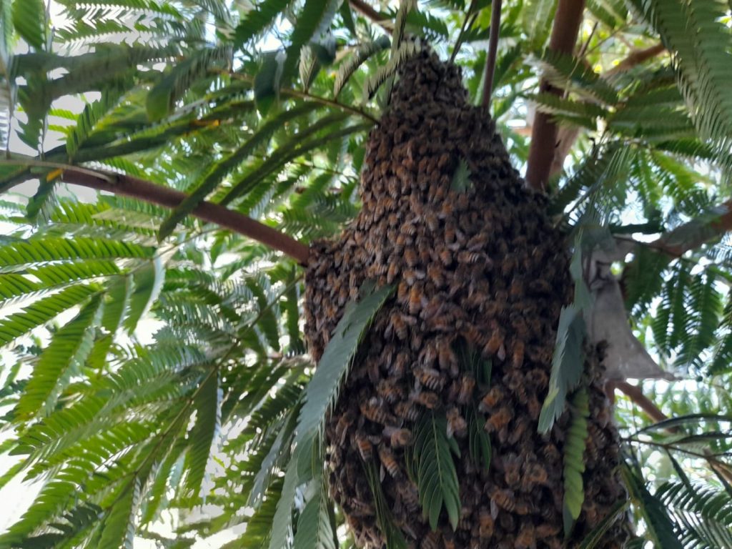 Enxame de abelhas é retirado de árvore no Cancelli